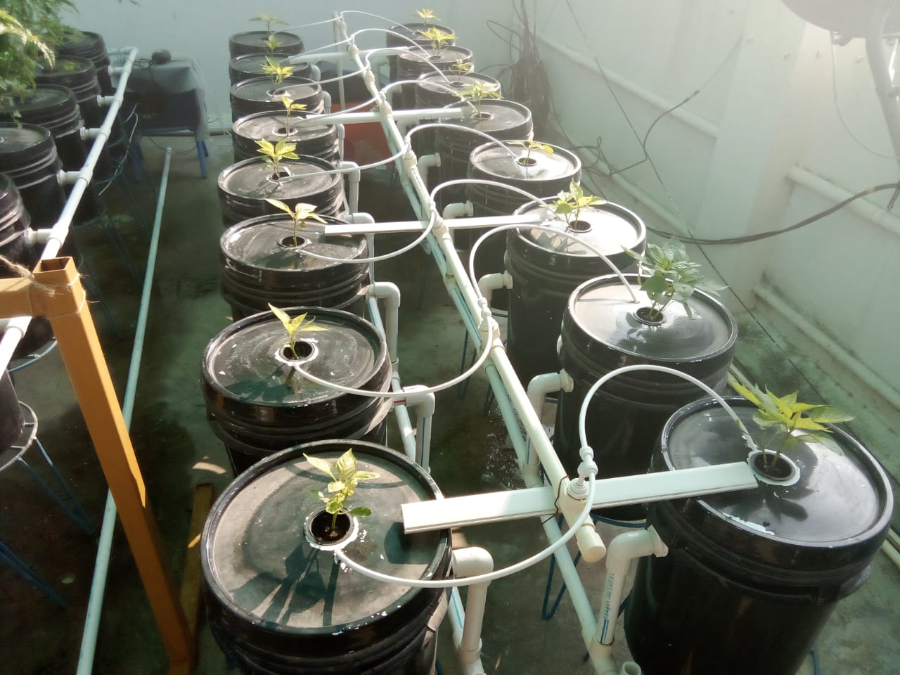 Dutch Bucket System Janathafarms